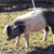 Stainless Steel Trap Pig Squeezer Holder Catcher Pig Livestock Snare Farming Equipment Durable