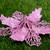 10Pcs Glitter Poinsettia 9cm Artificial Flowers Christmas for Wedding Party Wreath Decoration Black