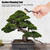 3pcs Mini Wire Brush with Plastic Handle for Cleaning Tree Trunk Burr Bonsai Brush Garden Cleaning Tool