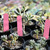 100pcs PVC Garden Plant Pot Markers Stake Tags Yard Nursery Seed Label (Pink)