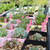 100pcs PVC Garden Plant Pot Markers Stake Tags Yard Nursery Seed Label (Pink)