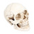 Animal Skull Model Skull Decoration Ornament Resin Craftwork Halloween Props for Home Party Decor