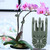 100Pcs Plant Clip Beautiful Chrysanthemum Shape Garden Flower Stems Fixing Support Clips ToolWith Pin in Clip