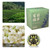 10 Counts Jasmine Green Tea Bags Hot Cold Brewing Fruity Flavor Refreshing Jasmine Scented Green Tea