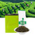 Pi Lo Chun Chinese Green Tea 60g Biluochun Household Drinking Tea for Gathering Morning