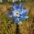 Bird Windmill Outdoor Birds Repellent PinWheels Reflective Windmill Bird Repellers