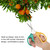 Stainless Steel Garden Hand Pruner Secateurs Cutter Scissors Pruning Shear Plants Bush Tool
