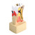 1pc Dental Comprehensive Pathological Disease Caries Study Teaching Tooth Model