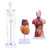 Human Body Model Kit 26CM Detachable Torso 45CM Skeleton Model Heart Anatomical Kit for Medical Teaching