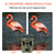 Wildlife Camera Solar Energy Trail Cam 4K with 1080P Night Vision Waterproof BT WiFi APP WiFi Enabled Hunting Cameras 16MP Game Cameras with Motion Activation