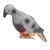 Pigeon Archery Target High Simulation Dove Shape 3D Animal Archery Target with Clip for Training Shooting Floral