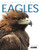 Amazing Animals: Eagles