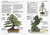 Bonsai (Pocket Encyclopaedia)