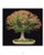 Fine Bonsai: Art & Nature