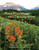 Plant Physiology and Development