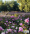 Gardens of Luciano Giubbilei