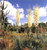 California Gardens: Creating a New Eden
