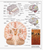 The Visual Dictionary Of The Human Body (Eyewitness Visual Dictionaries)
