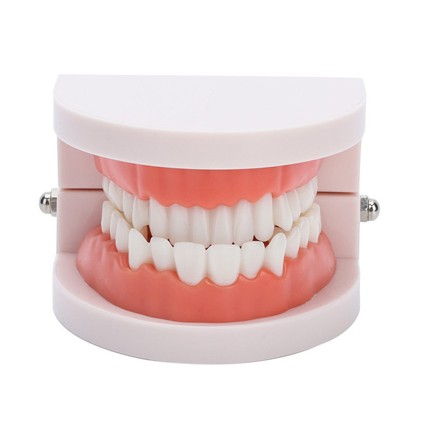 Dental Denture Gums Model 28Pcs Standard Adult Teeth Model Medical Teaching Tool