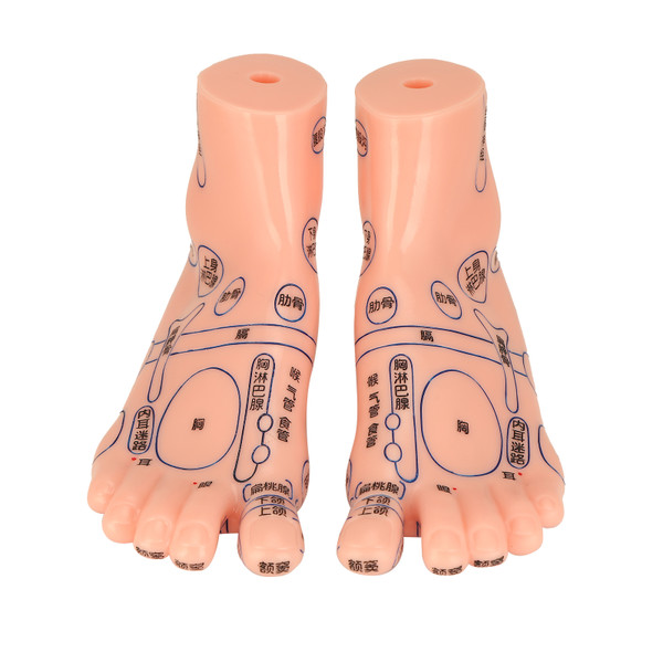 2pcs Human Feet Acupoint Model Acupuncture Teaching Aids Supplies Foot Model for Schools