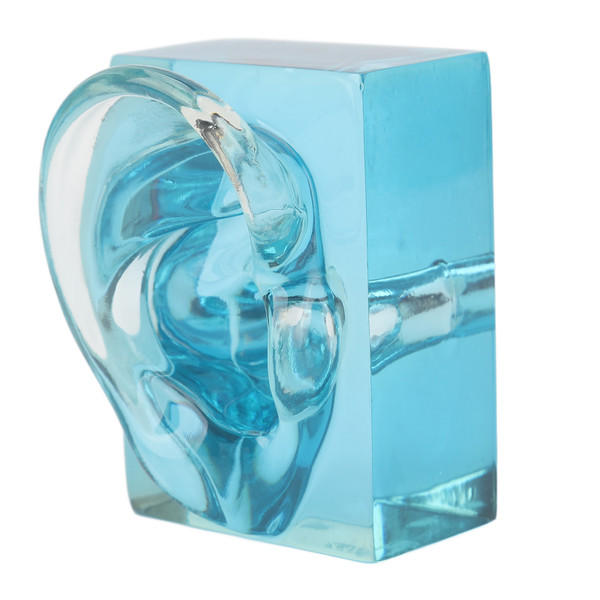 Right Ear Display Model Acrylic Blue Transparent Waterproof Fake Ear Model Displays for Sound Aids