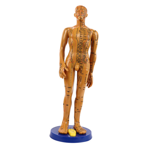 Female Male Human Body Acupuncture Model Copper Color Meridians Acupuncture Point ModelMale Model
