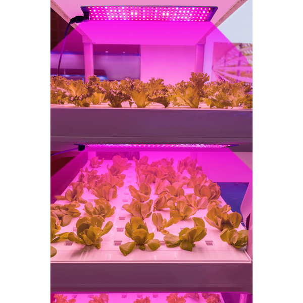 Full Spectrum LED Plant Growth Light Board Supplement Light for Seedlings Veg Bloom Succulents Indoor Plants Grow Light Panel with Smart 24-hour Cycle Timing 3/6/12H 6 Dimmable Levels, One Drag Three