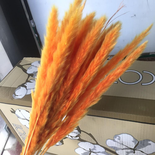 Small Dried Pampas Grass Phragmites Decoration Natural Small Pampas Grass Dried Flower Decoration Photography Props for Hotel Wedding