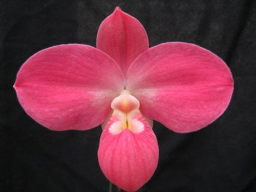 Phragmipedium Fritz Schomberg