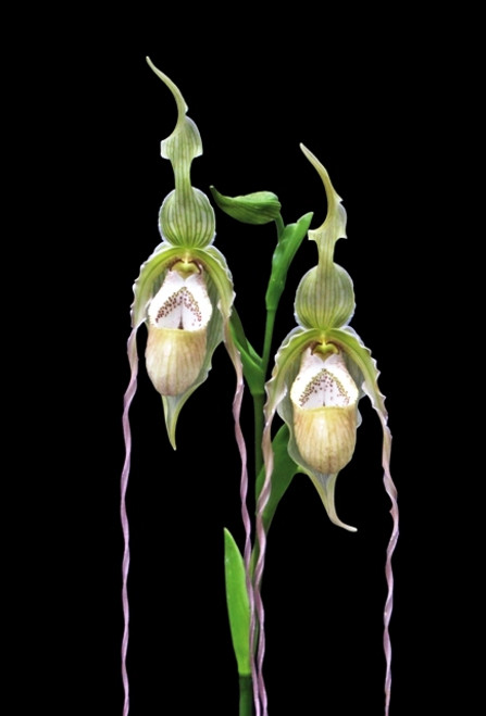 Phragmipedium Mayling Nielsen