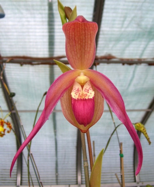 Phragmipedium Chuck Acker