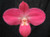 Phragmipedium Fritz Schomberg