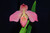 Phragmipedium Vingtaine des Mathais