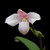 Phragmipedium andreettae