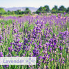 ActiveAire® Air Freshener Lavender Purple Refill 12/Case