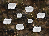 Terrain Bases - Age of Sigmar 2026-27 - Mycelium