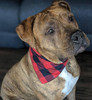 Red Black Check Dog Bandana