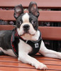 Red Reflective No Pull Dog Harness