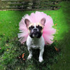 Light Pink Dog Tutu Skirt