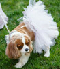 White Dog Tutu Skirt