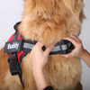 Red Personalised Name Dog Vest Harness