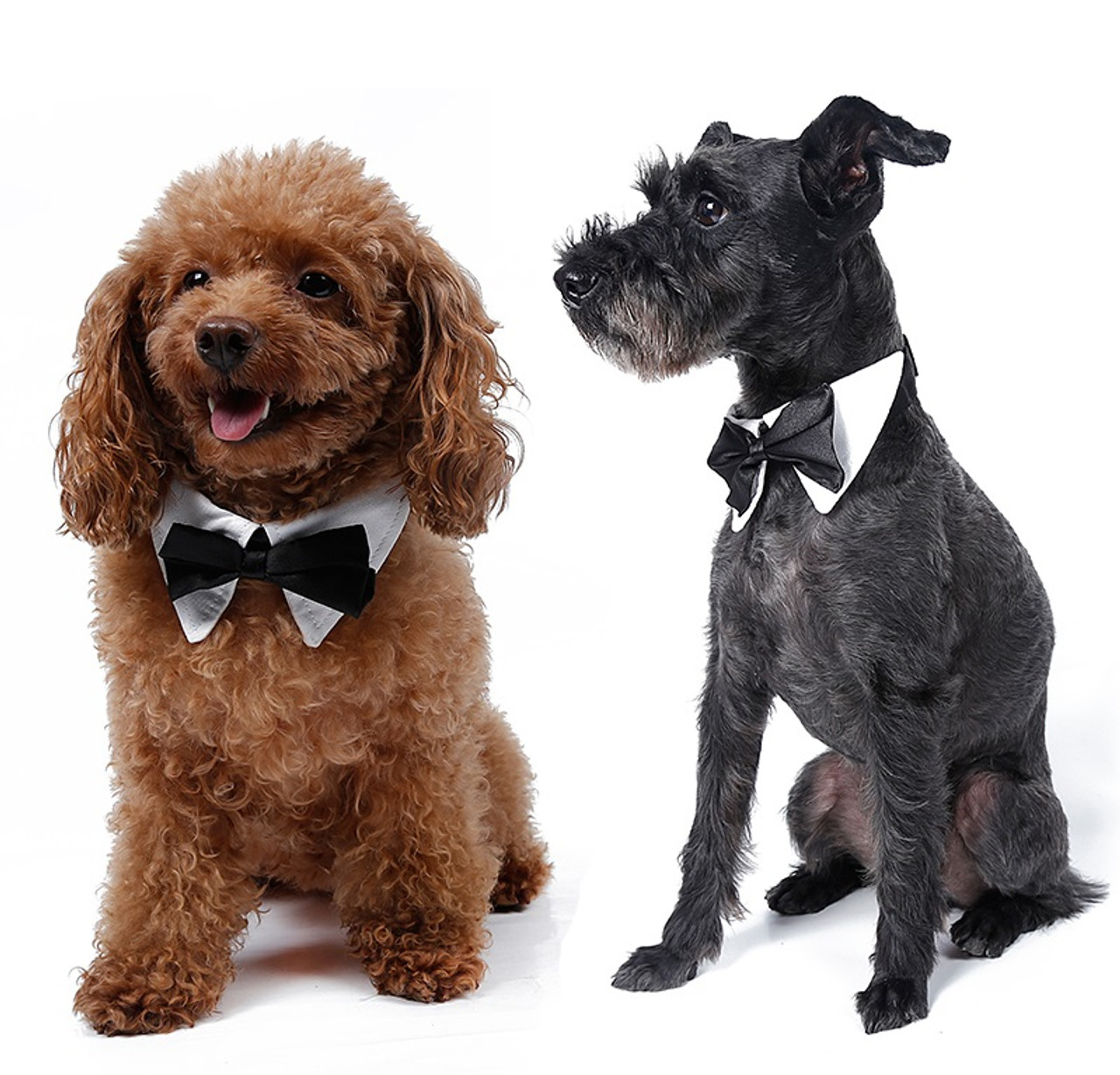 dog collar and bow tie