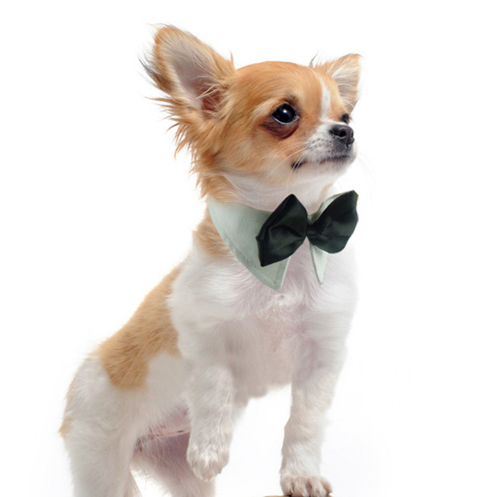 dickie bow dog collar