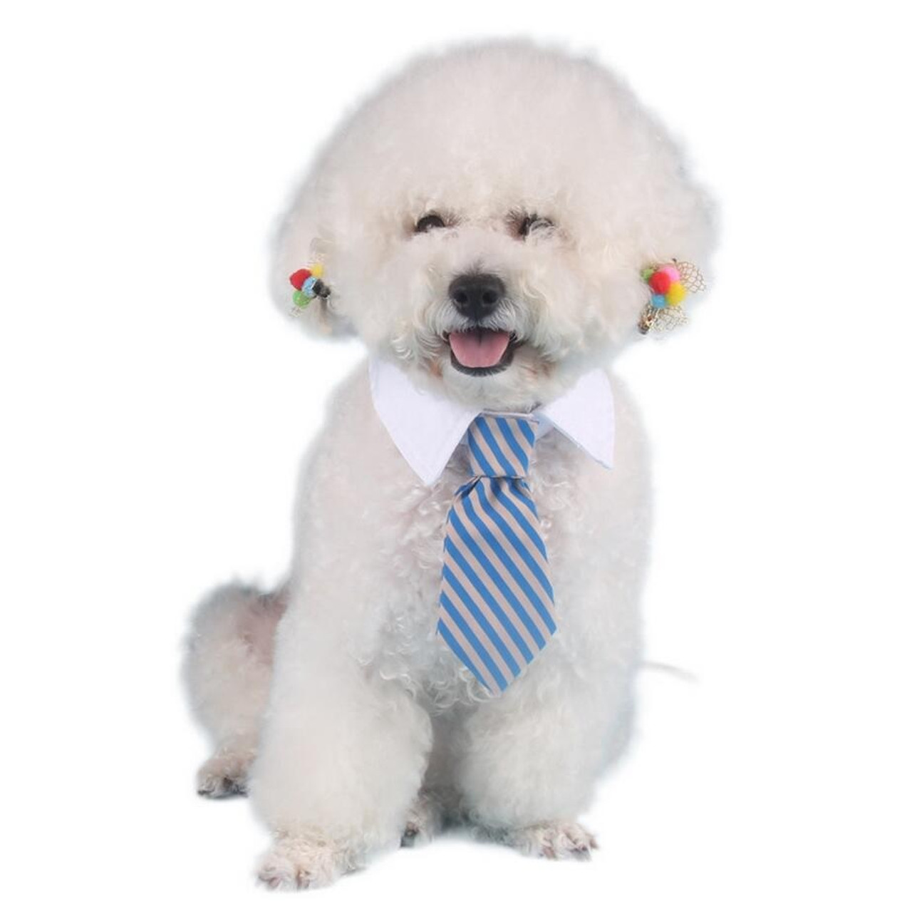 dog dress shirt collar