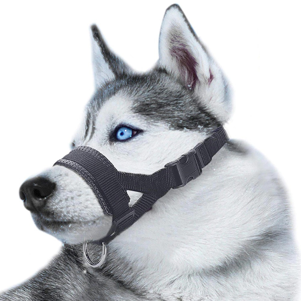 black dog head collar