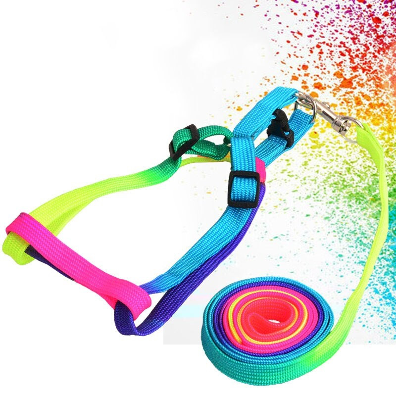 colourful dog harness