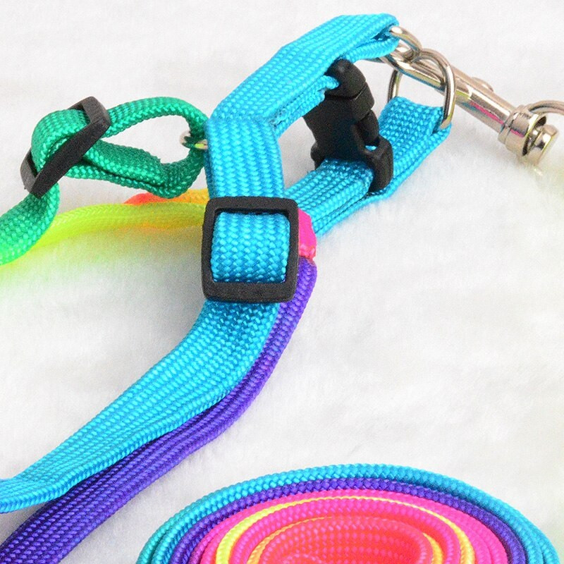 colourful dog harness
