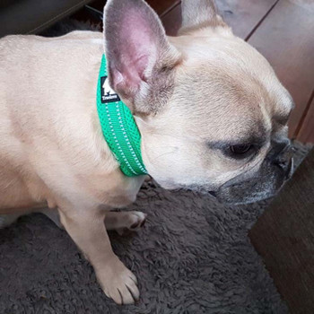 Green Padded Mesh Reflective Dog Collar