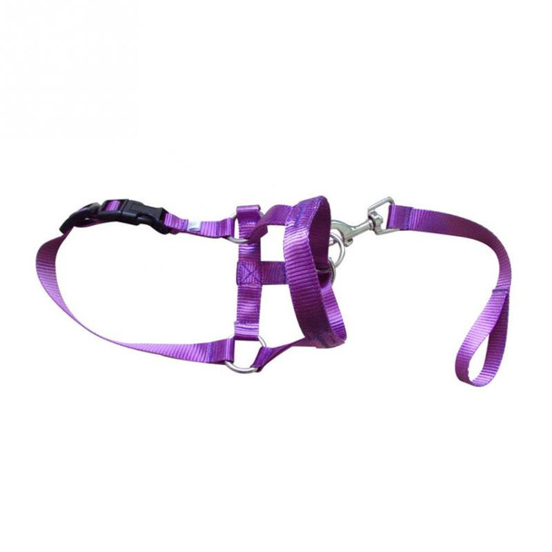 Purple Dog Head Collar [Size M]