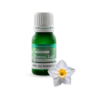 Narzisse absolut (Narzisse)